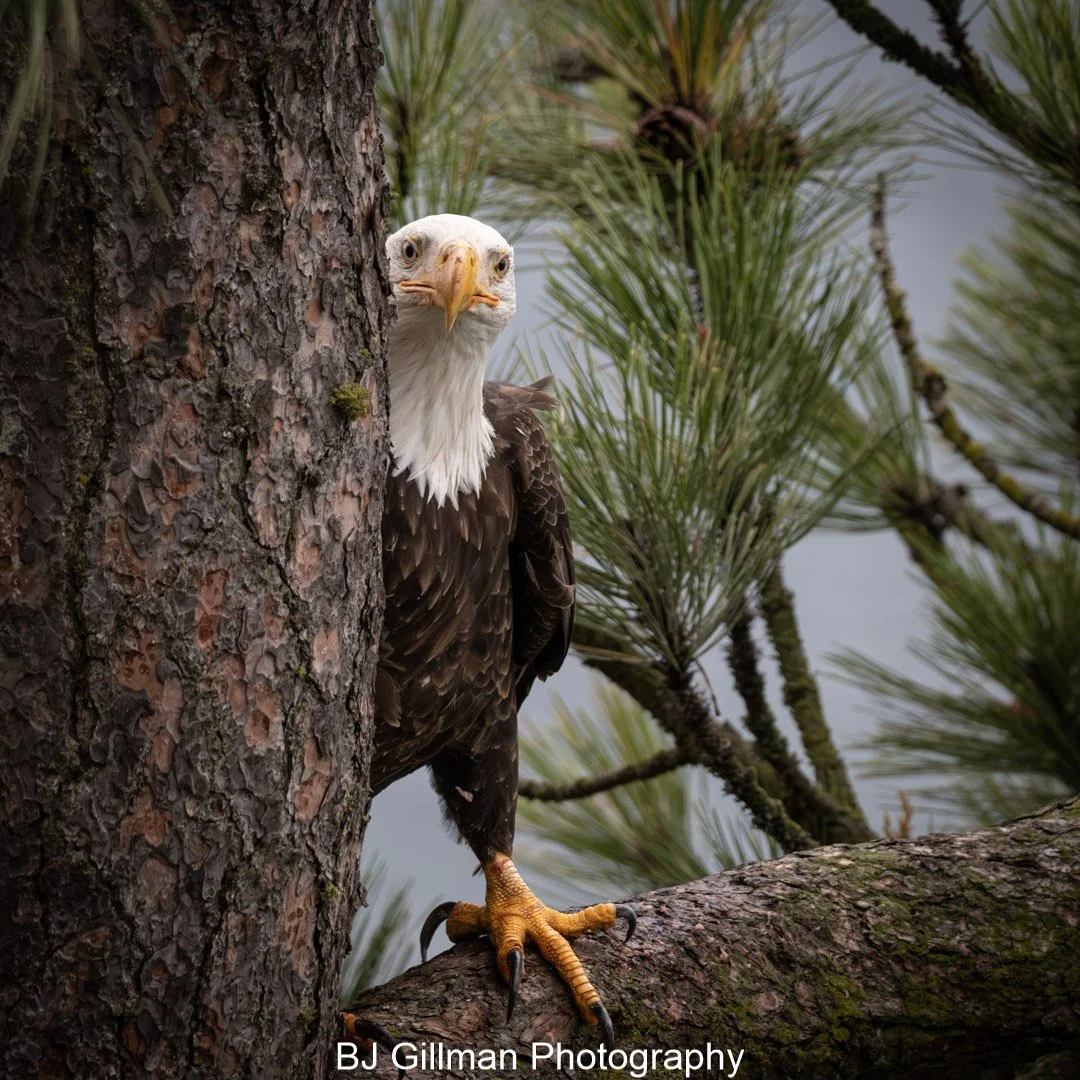 Bald Eagle 1225.2 (2 of 7).jpg