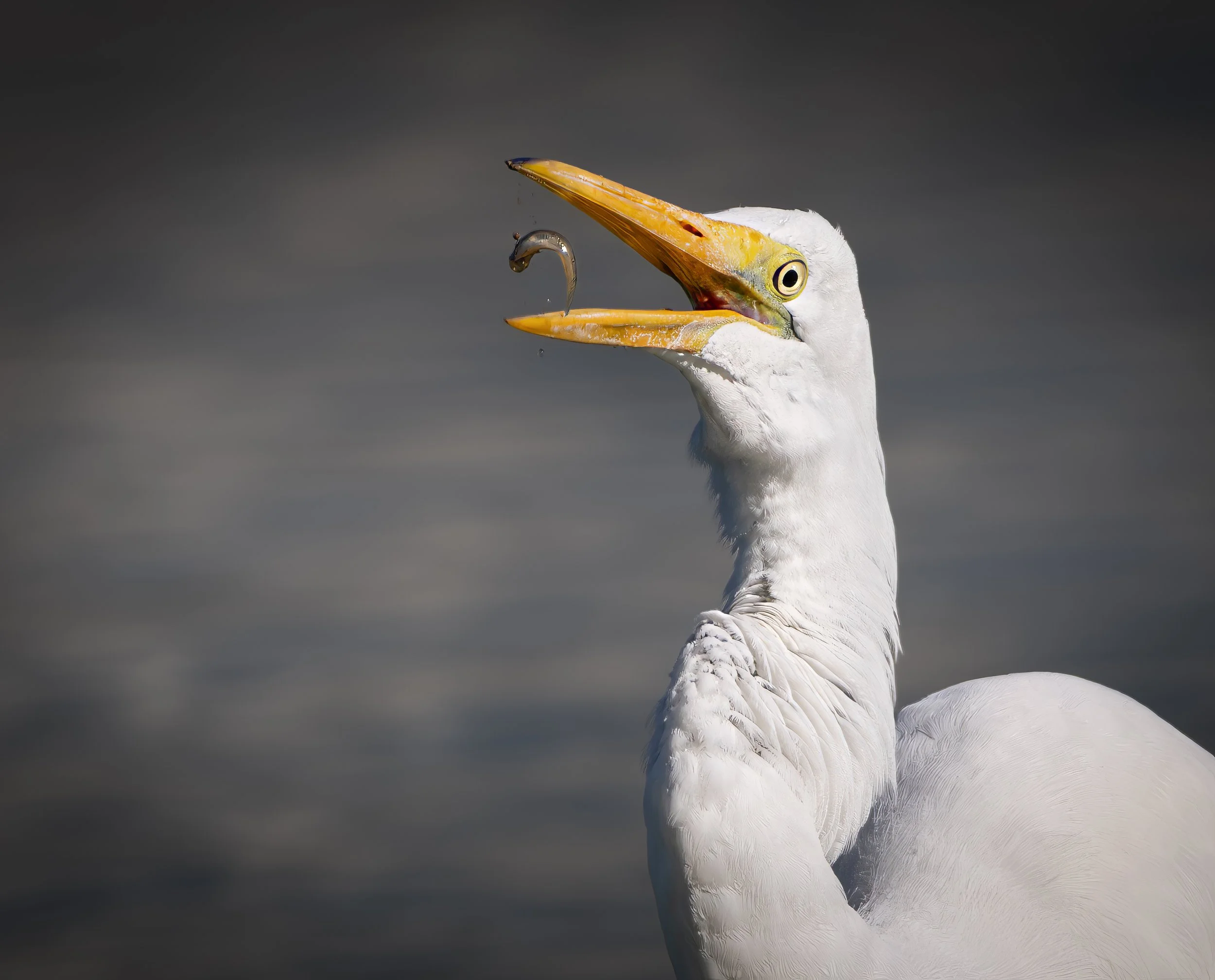 White Egret Catching Fish