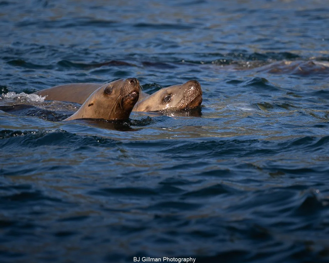 Sea Lions Fishing in BC, AB