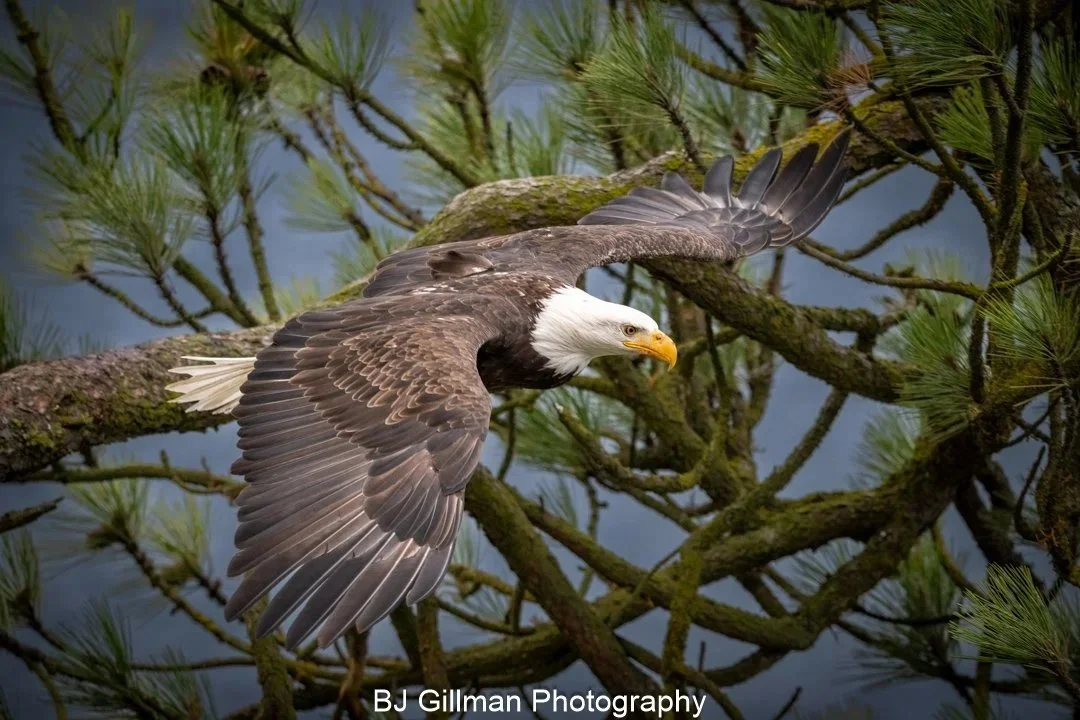 Eagle-Taking Off from Nest