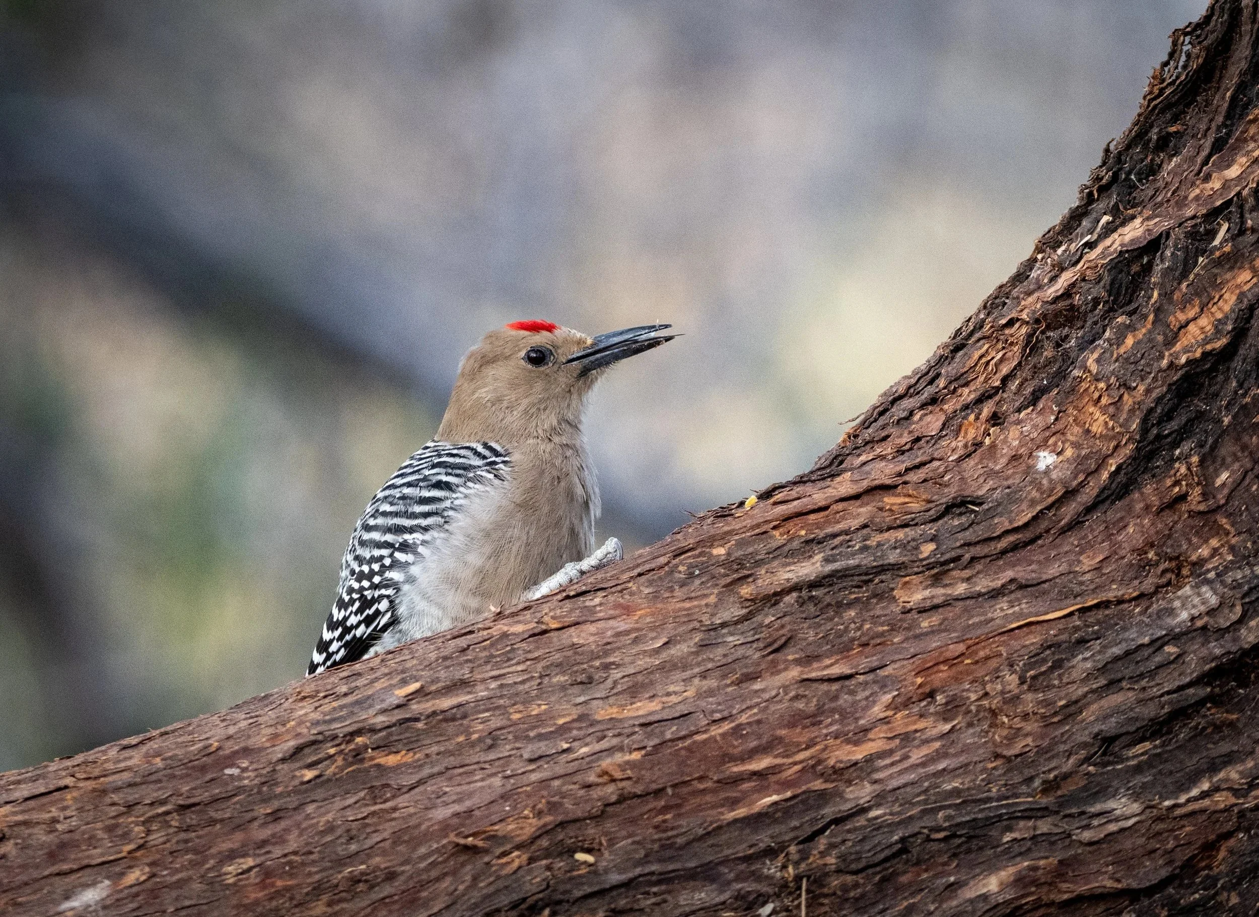 Gila Woodpecker with Red Cap