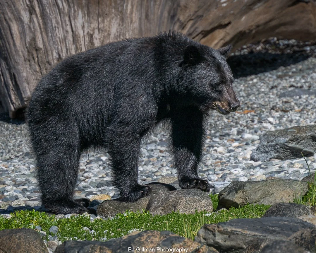 Black Bear Cub in BC, AB