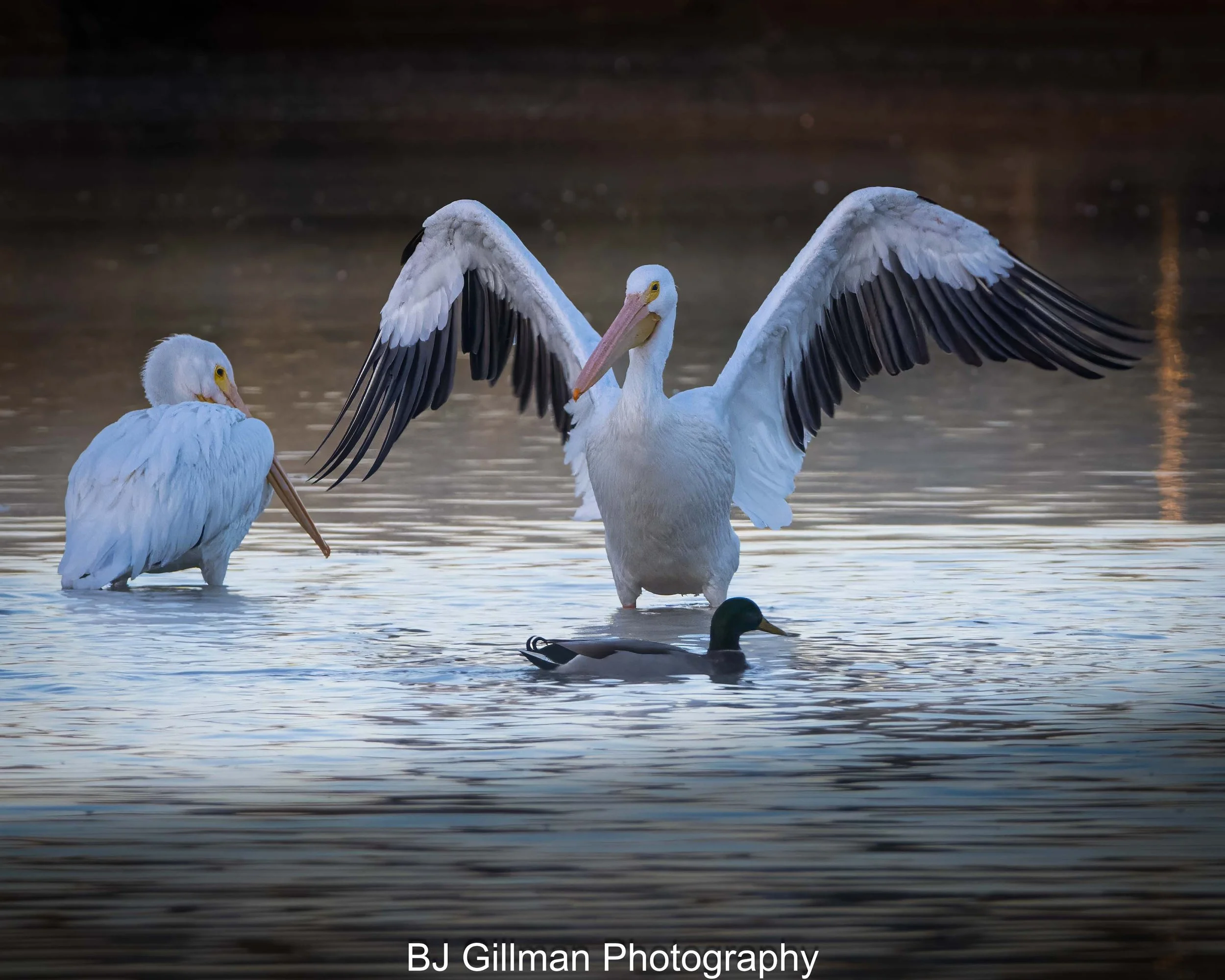 Riprarian 112925 (342)-Edit.jpg