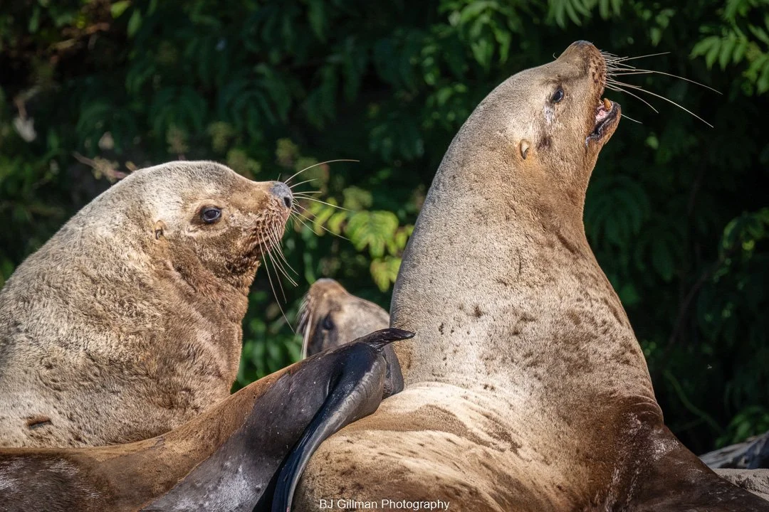 Sea Lions in British Columbia