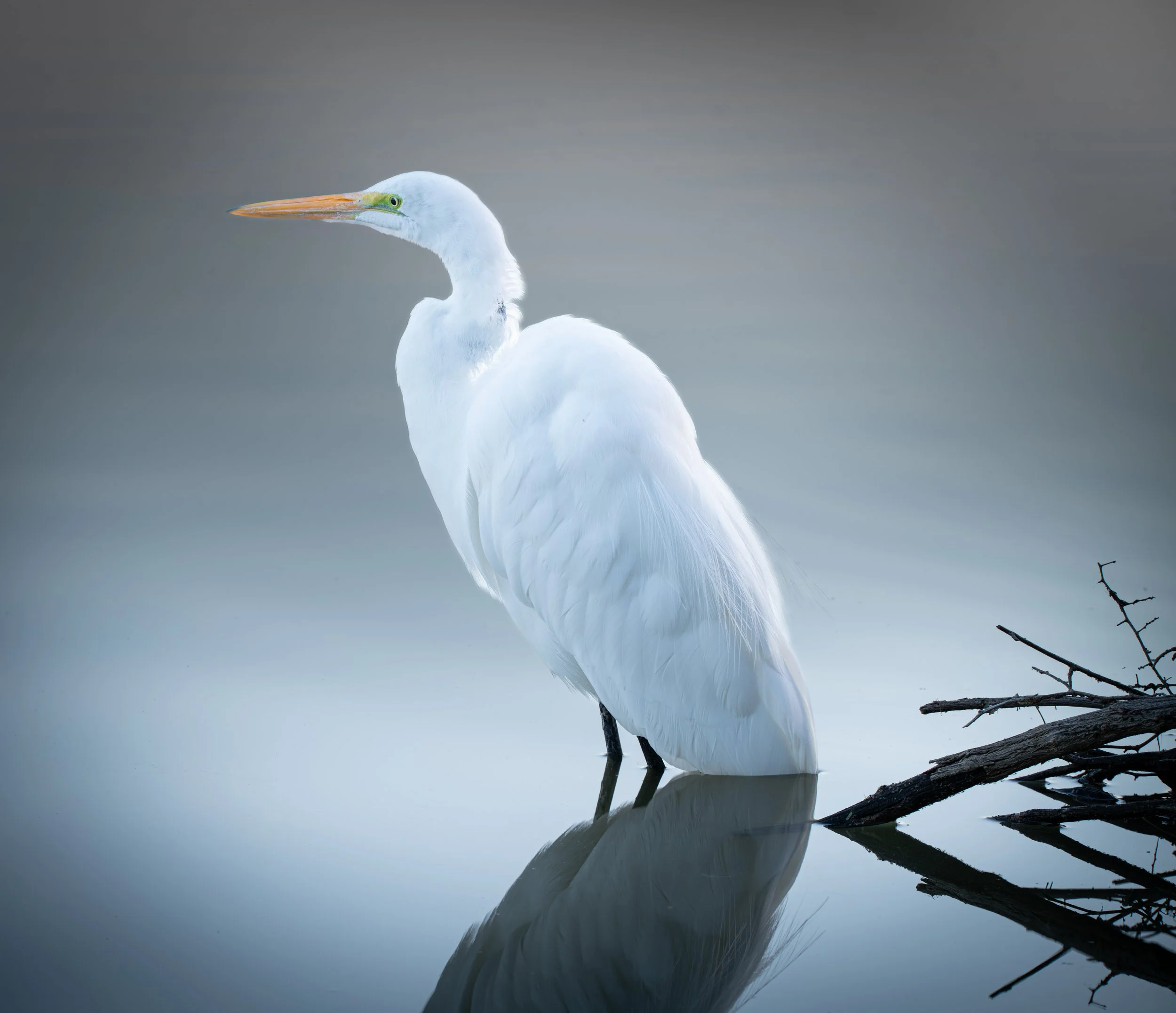 Egret with Reflection