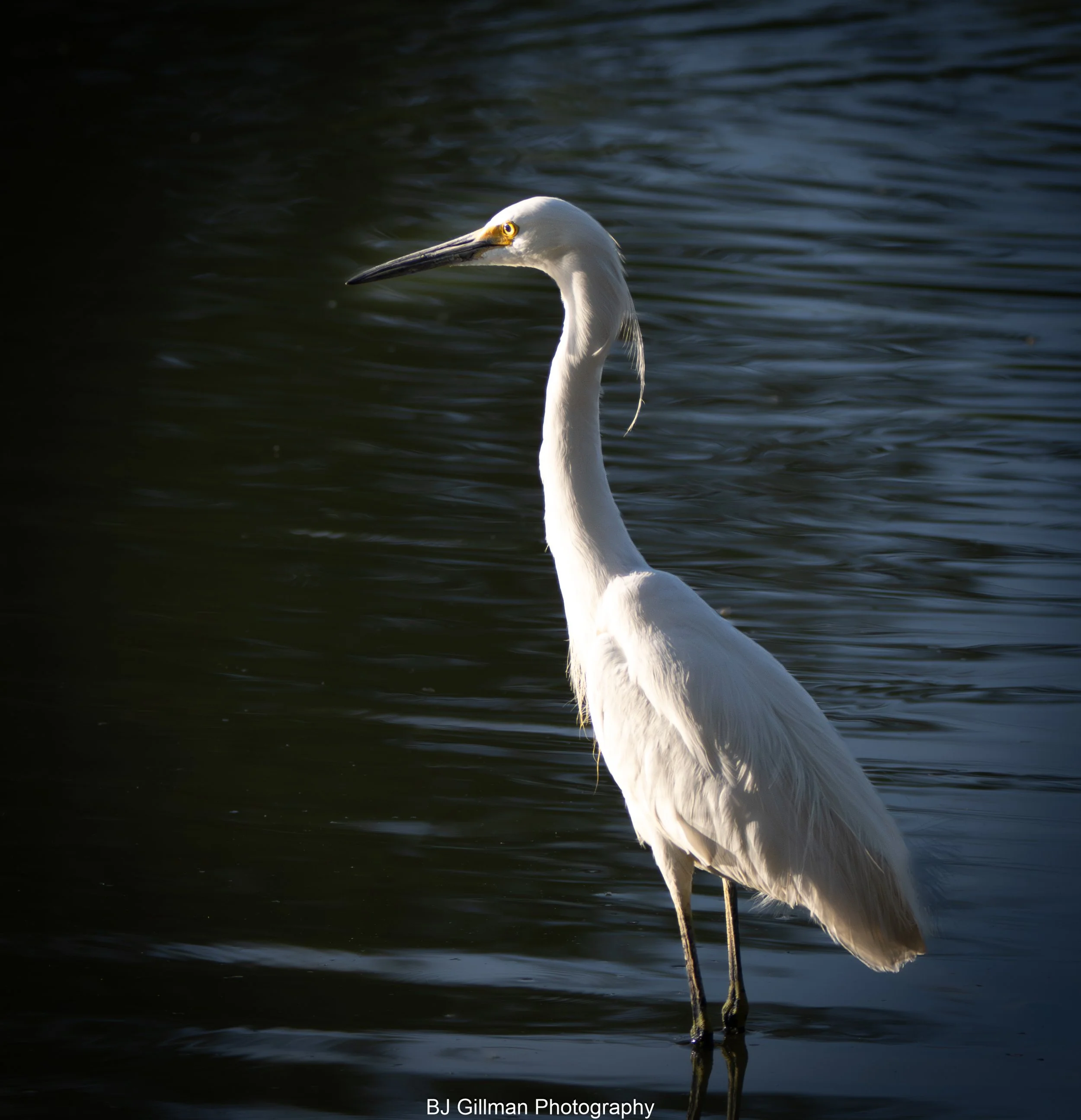 Little White Egret on Lake