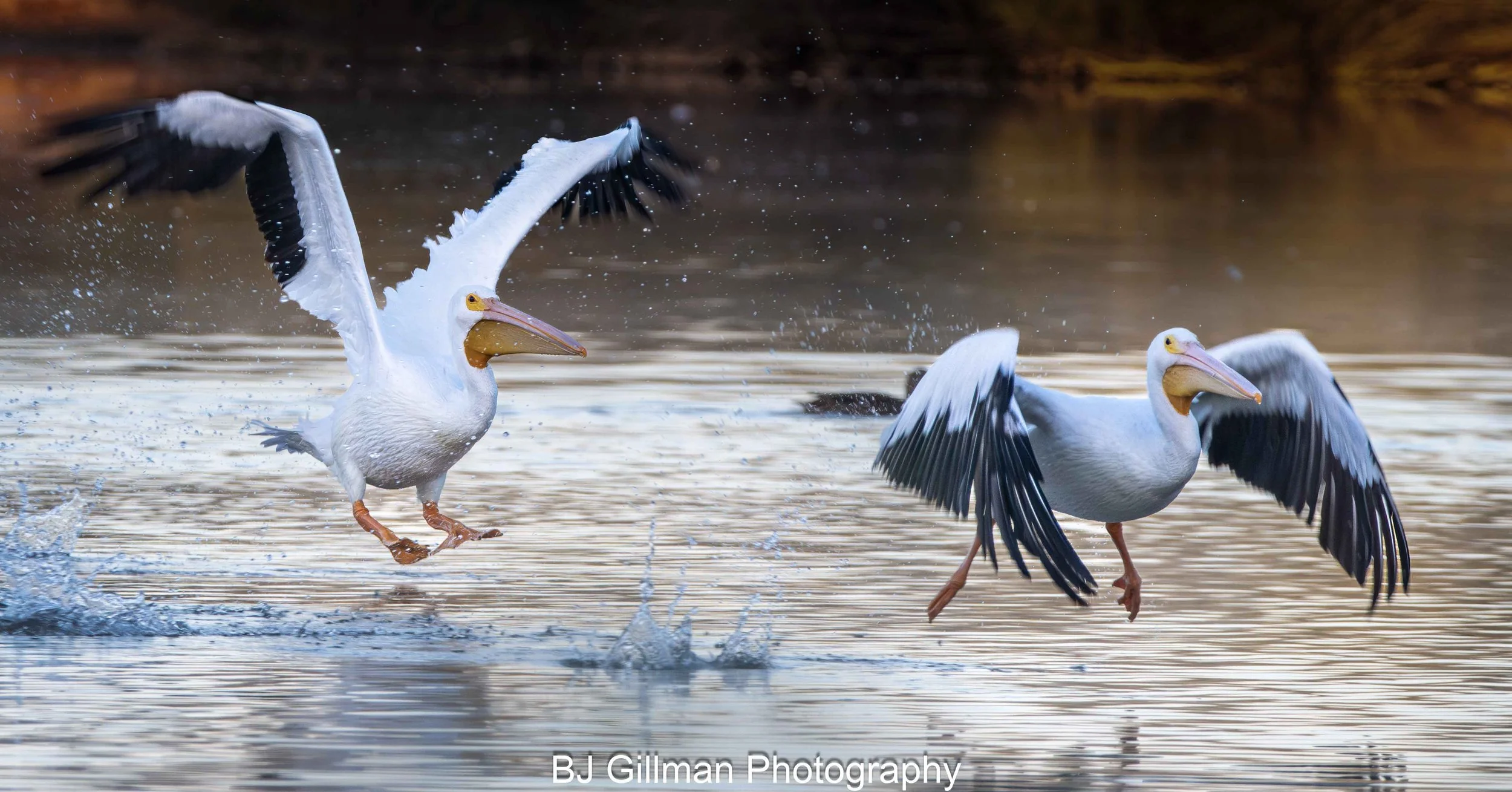 Riprarian 112925 (356)-Edit-2.jpg