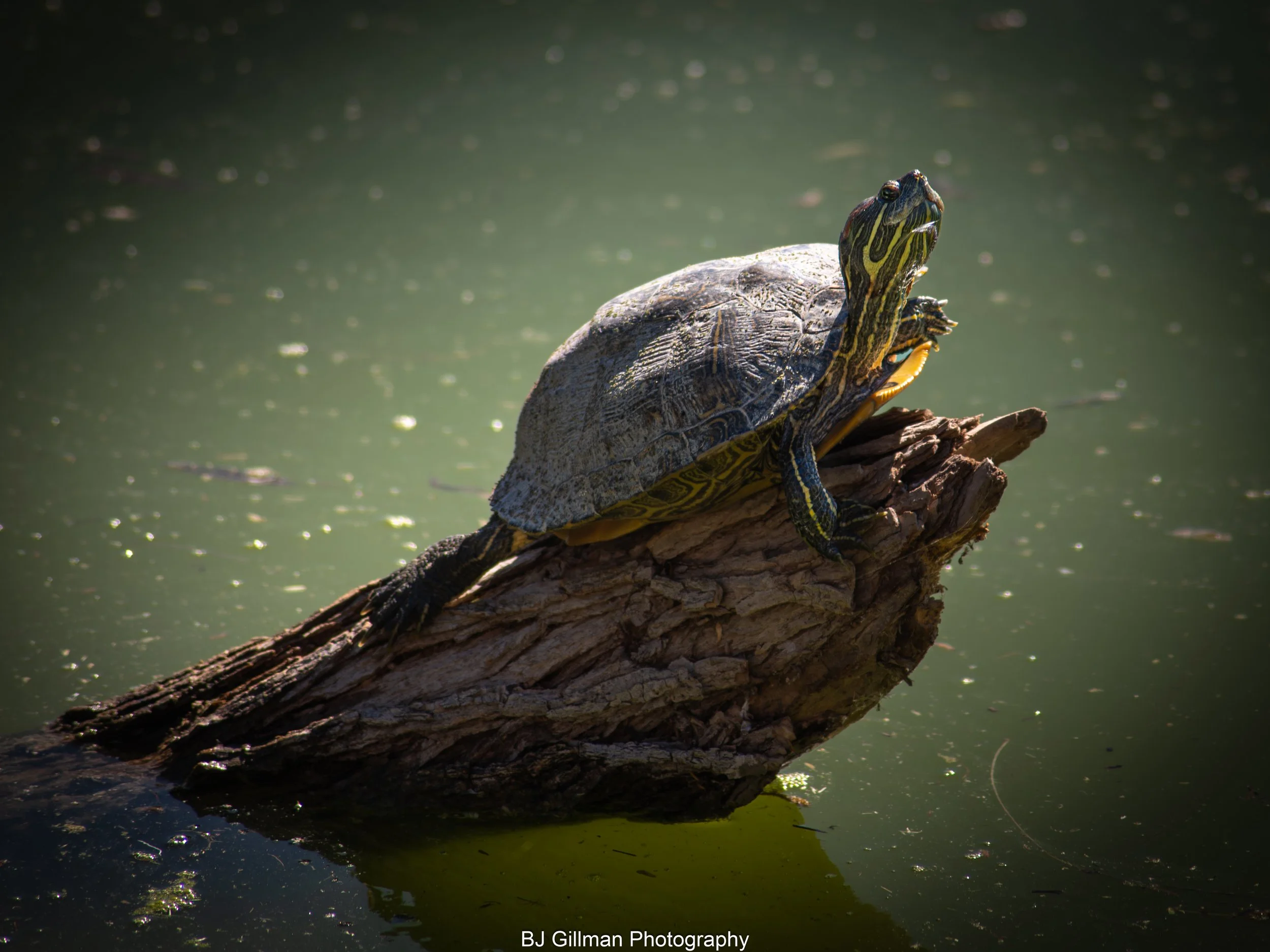 Yellow Striped Turtle on Log
