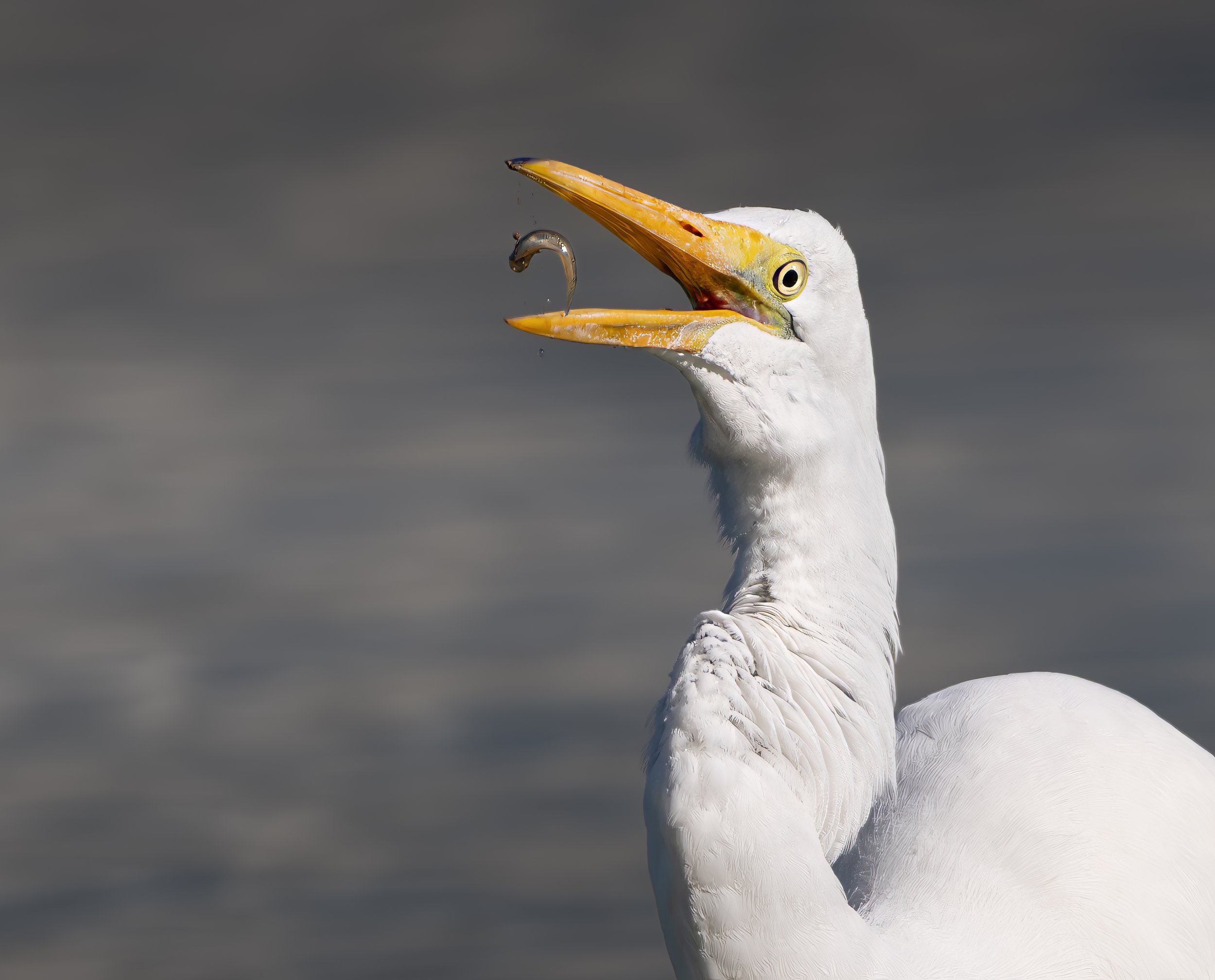 Riparian 1.9 (2036)-Edit.jpg