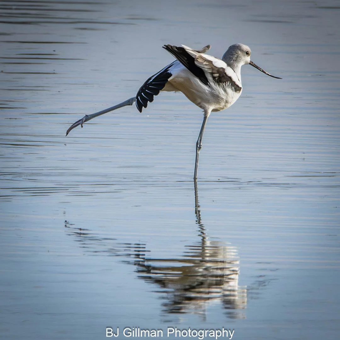 Wildlife "Into the Wild"