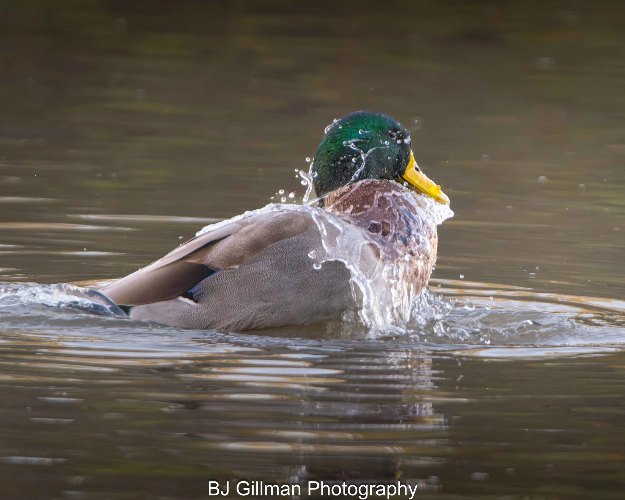 Riprarian 112925 (693).jpg