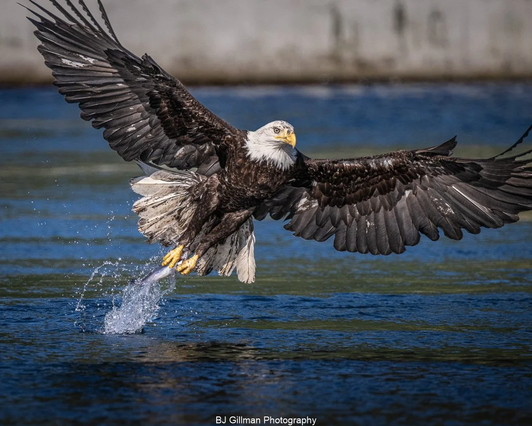 Young Bald Eagle Catches Fish