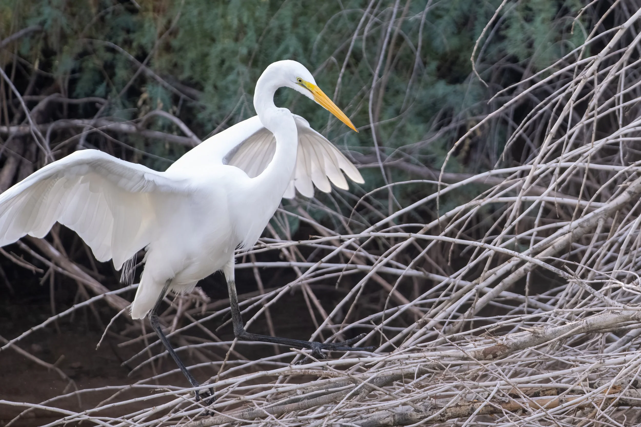 Great Egret 1.0 te.jpg