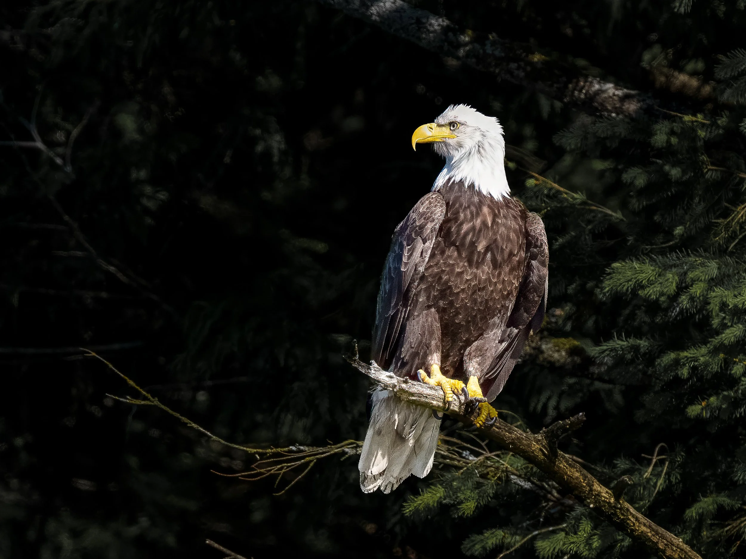 Eagle-Watching