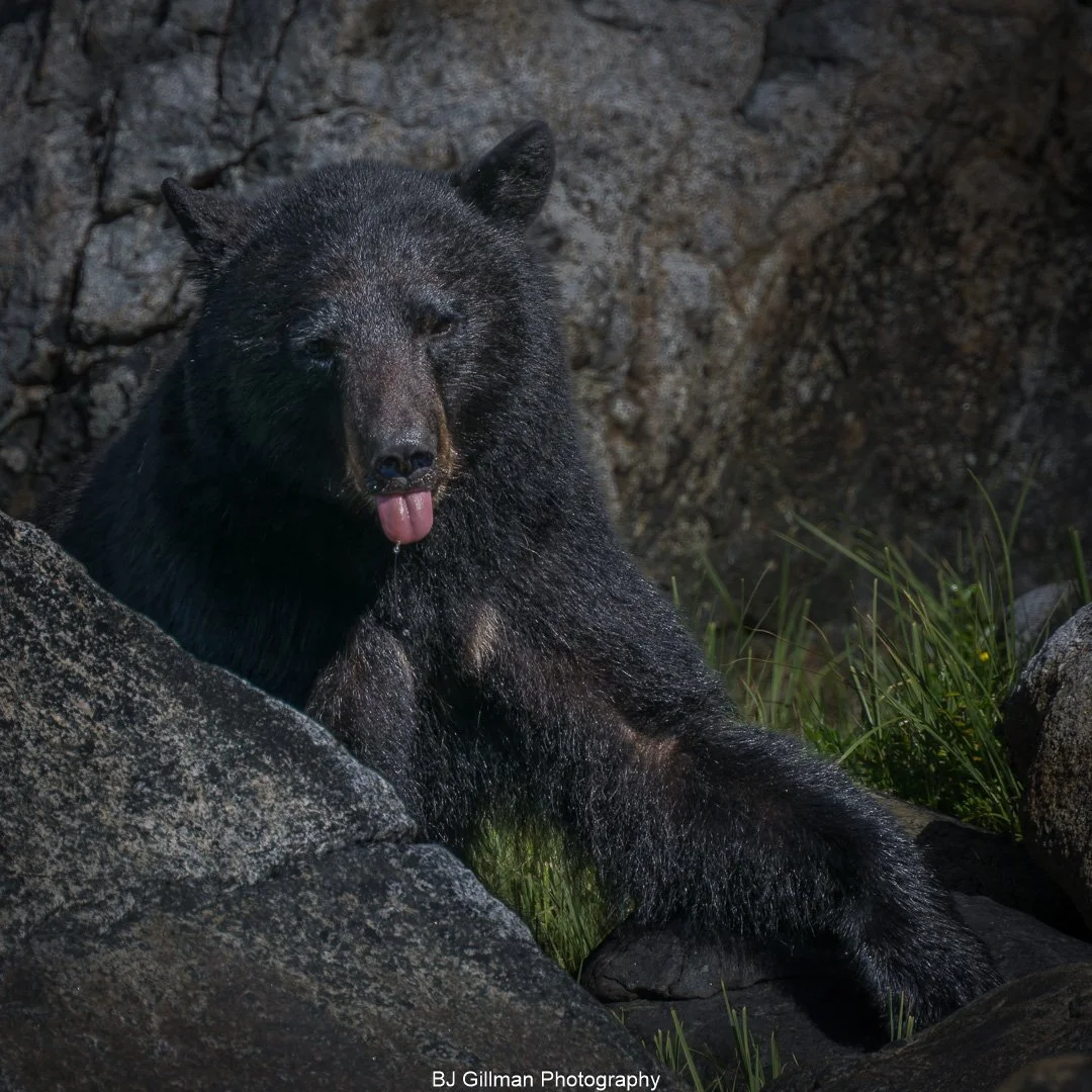 Black Bear in British Columbia