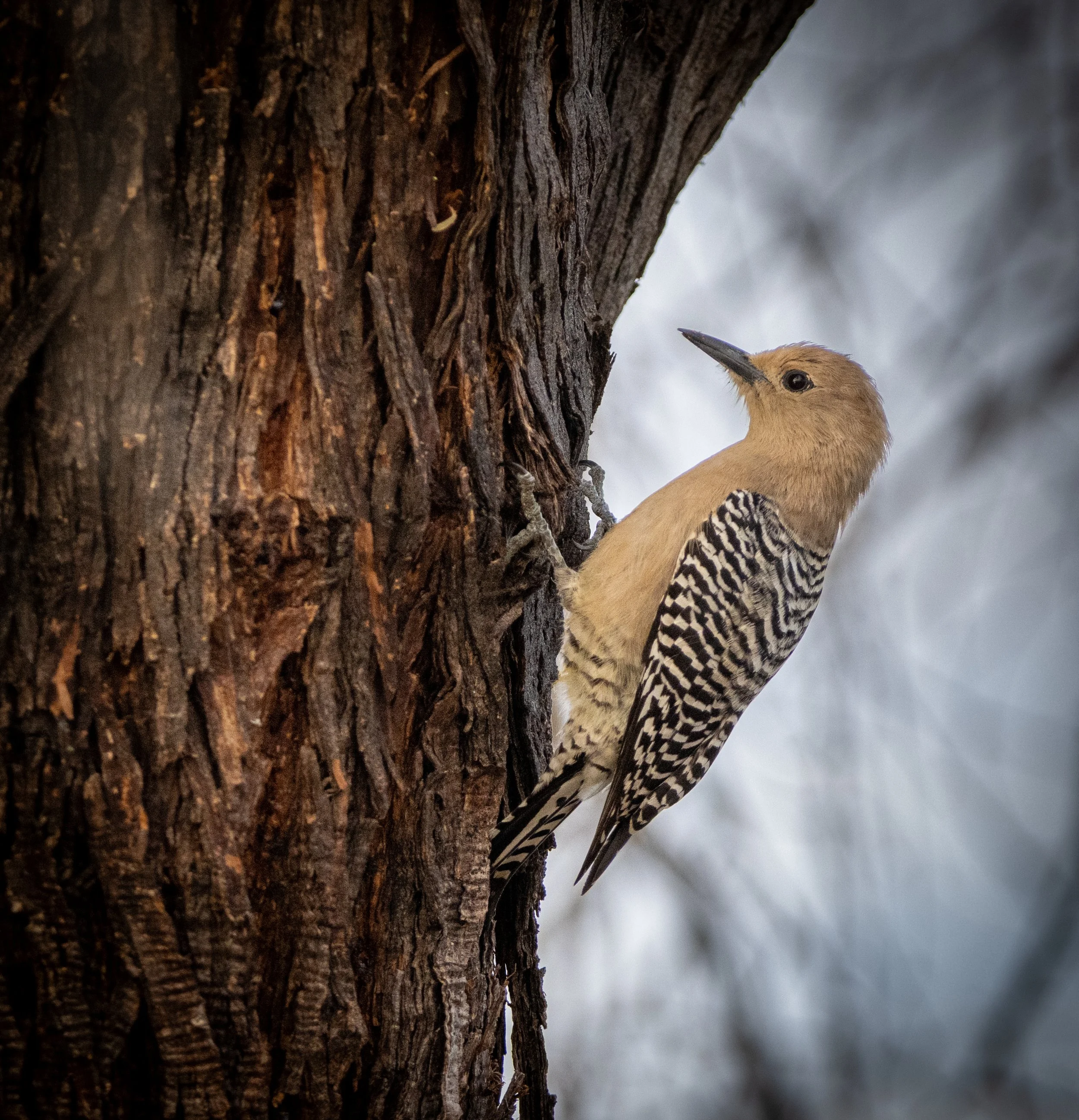 Female Gila Woodpecker