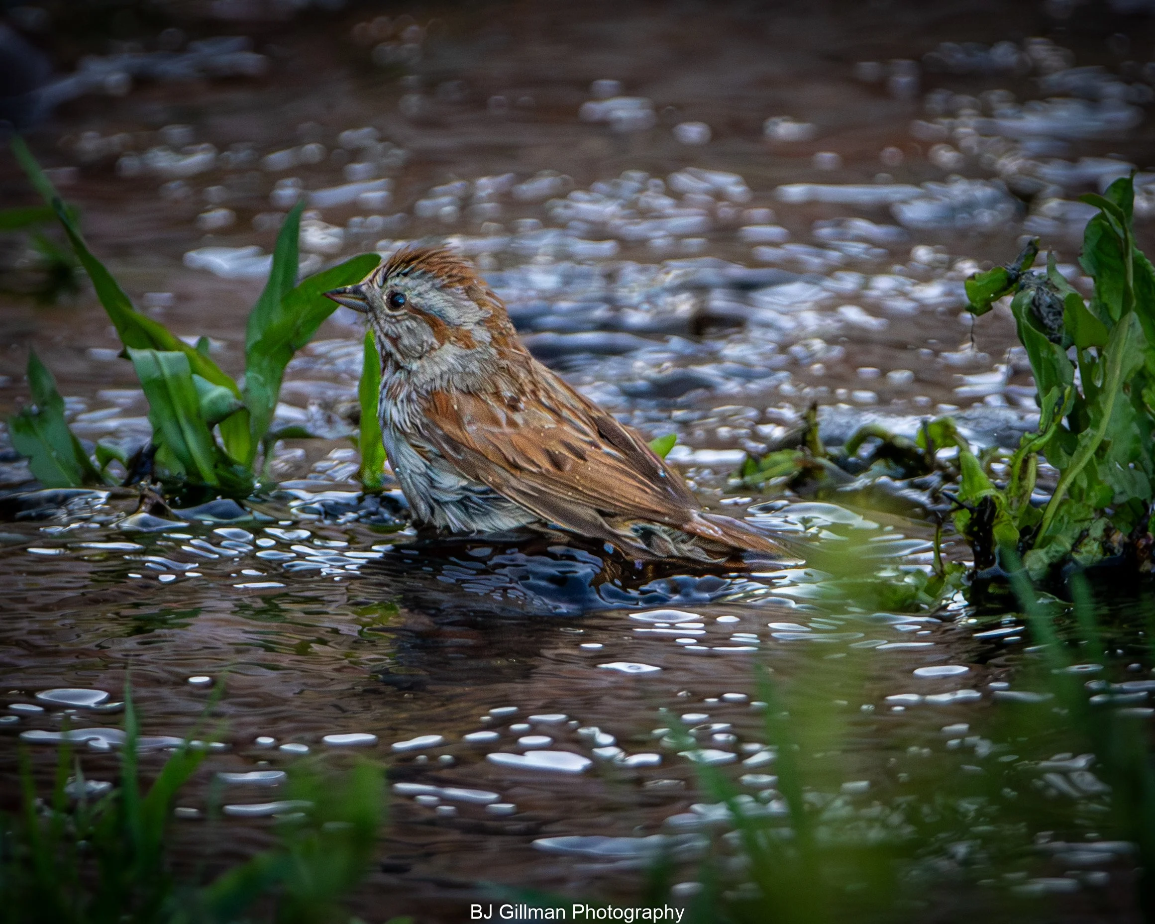 River Sparrow