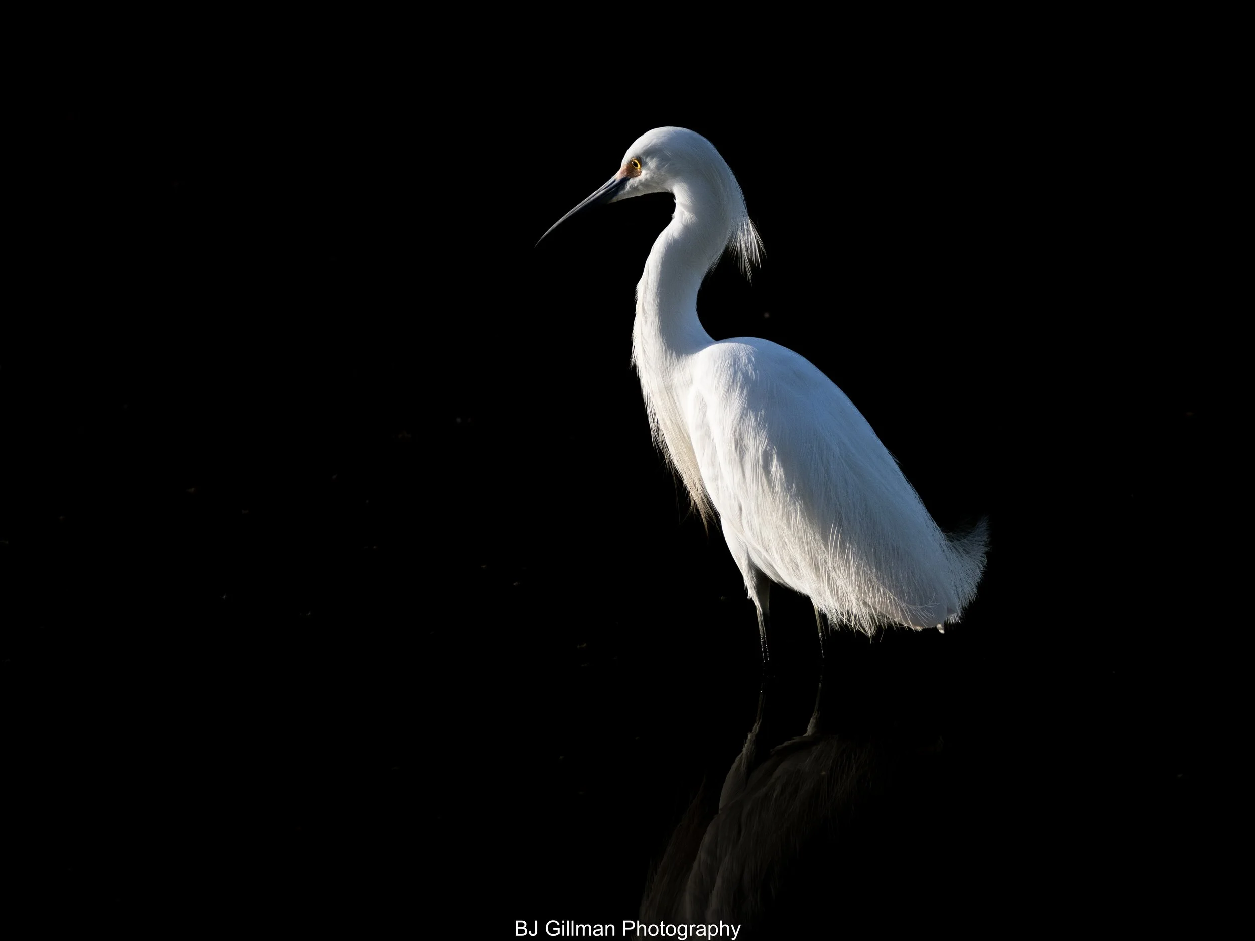 Little Egret in High Contrast