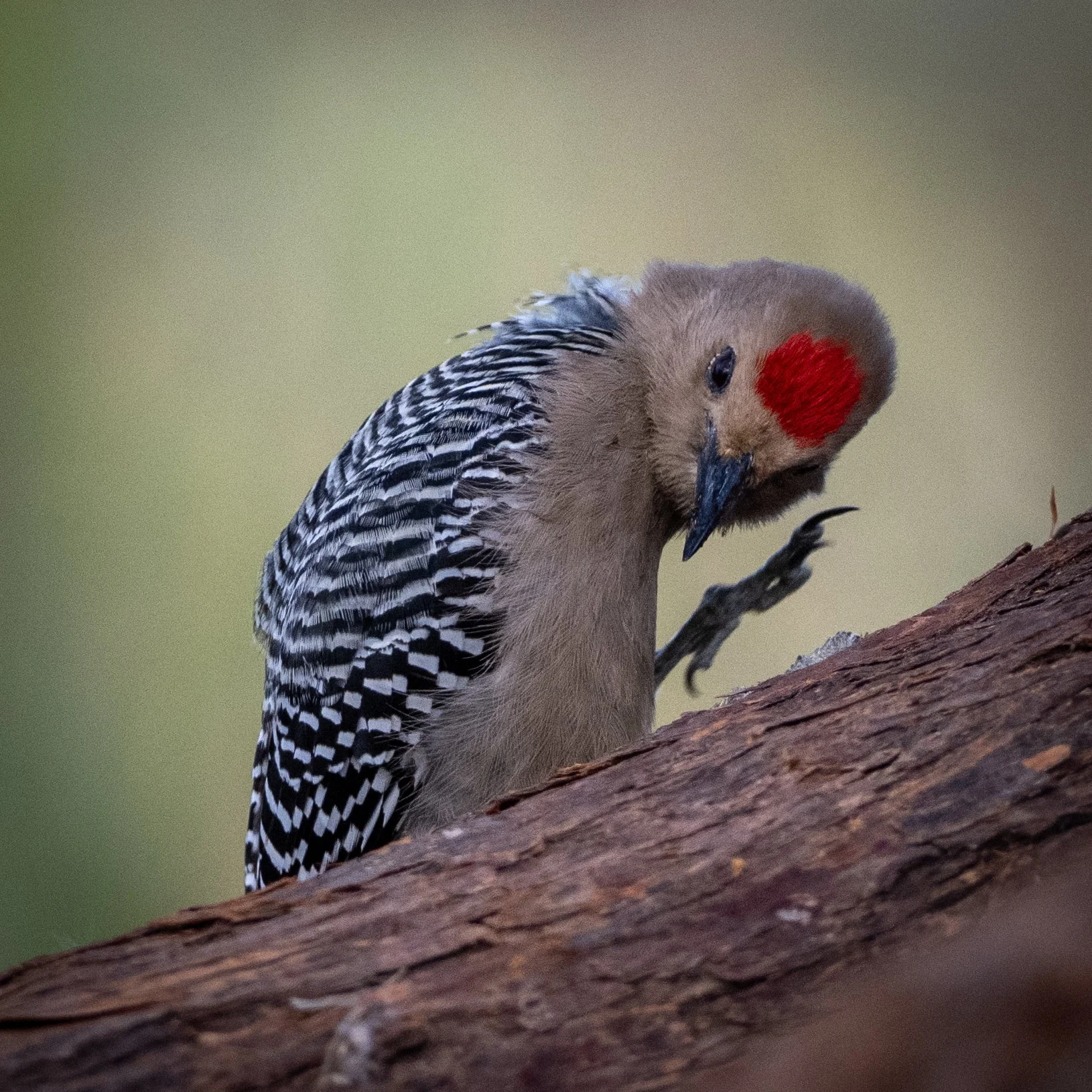 Gila Woodpecker with Red Cap