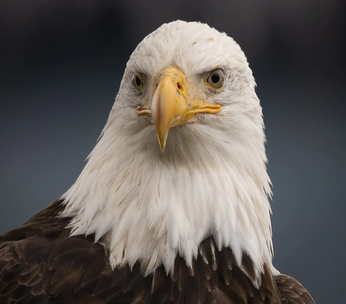 Eagles