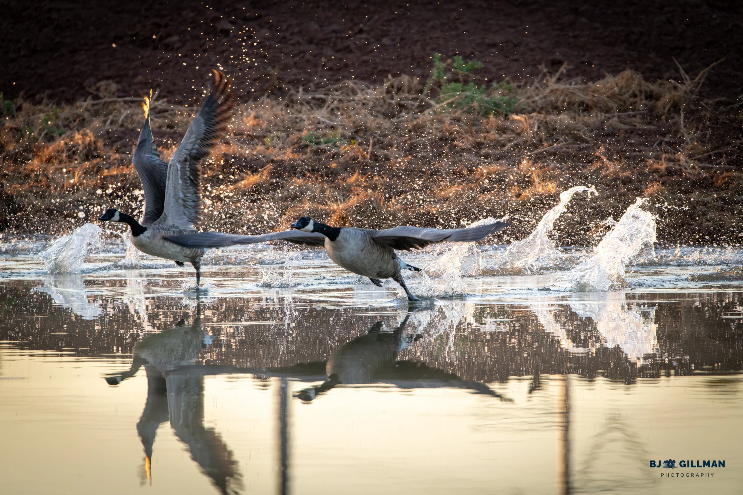 Canadian Geese 1.0.jpg
