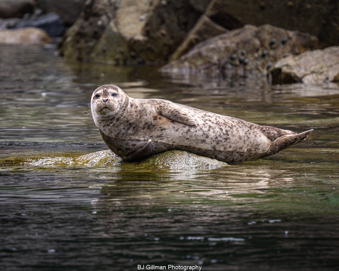Seal Posing in BC, AB