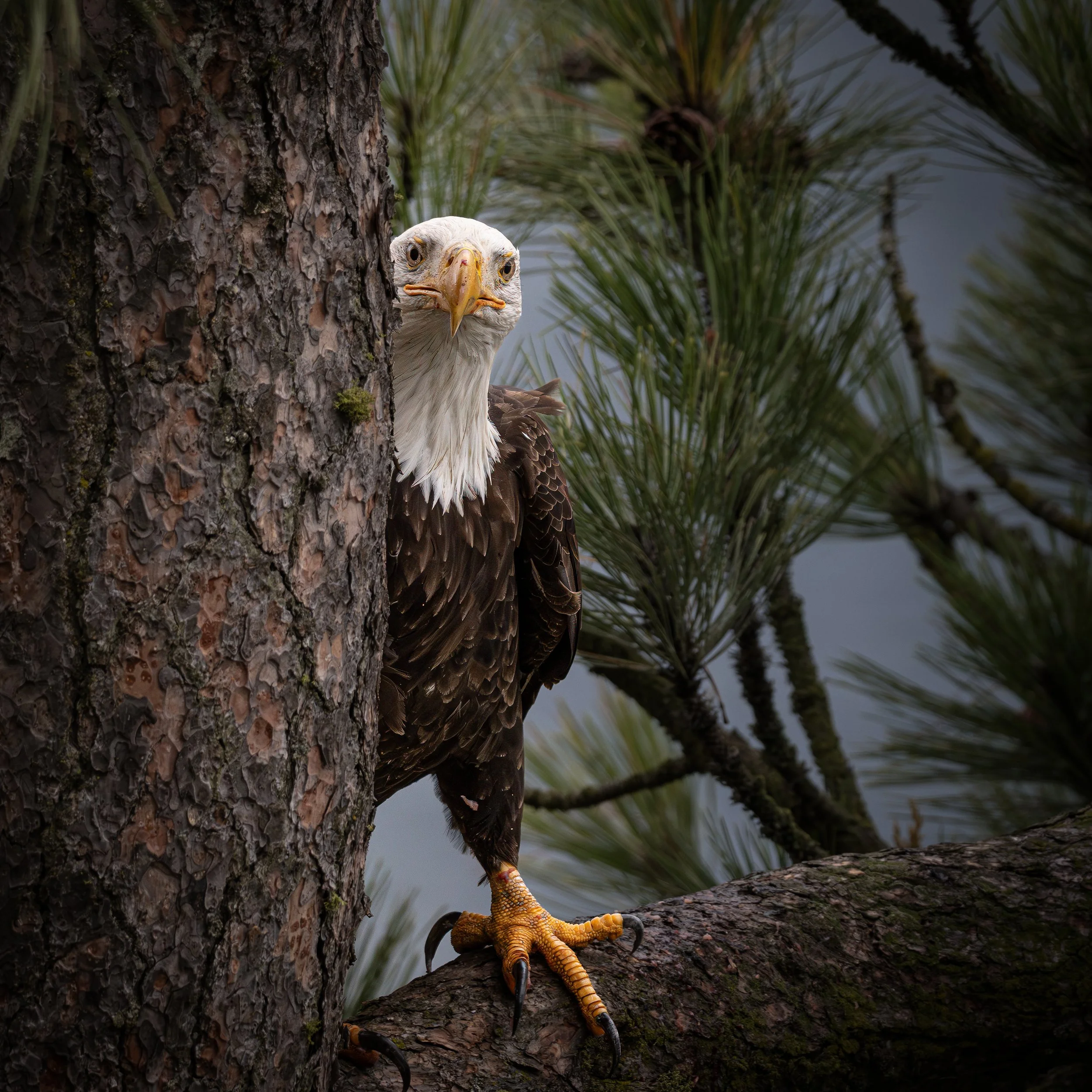 Eagles 12.20 (1812)-Edit.jpg