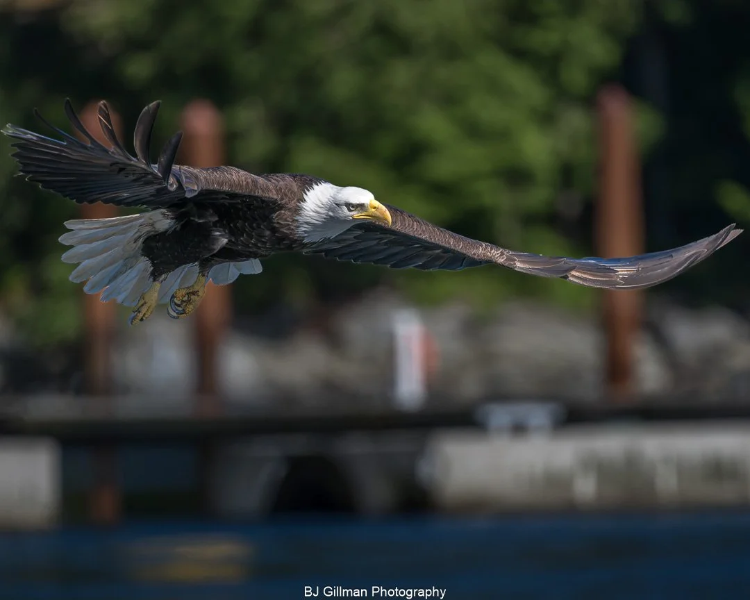 Bald Eagle Gliding
