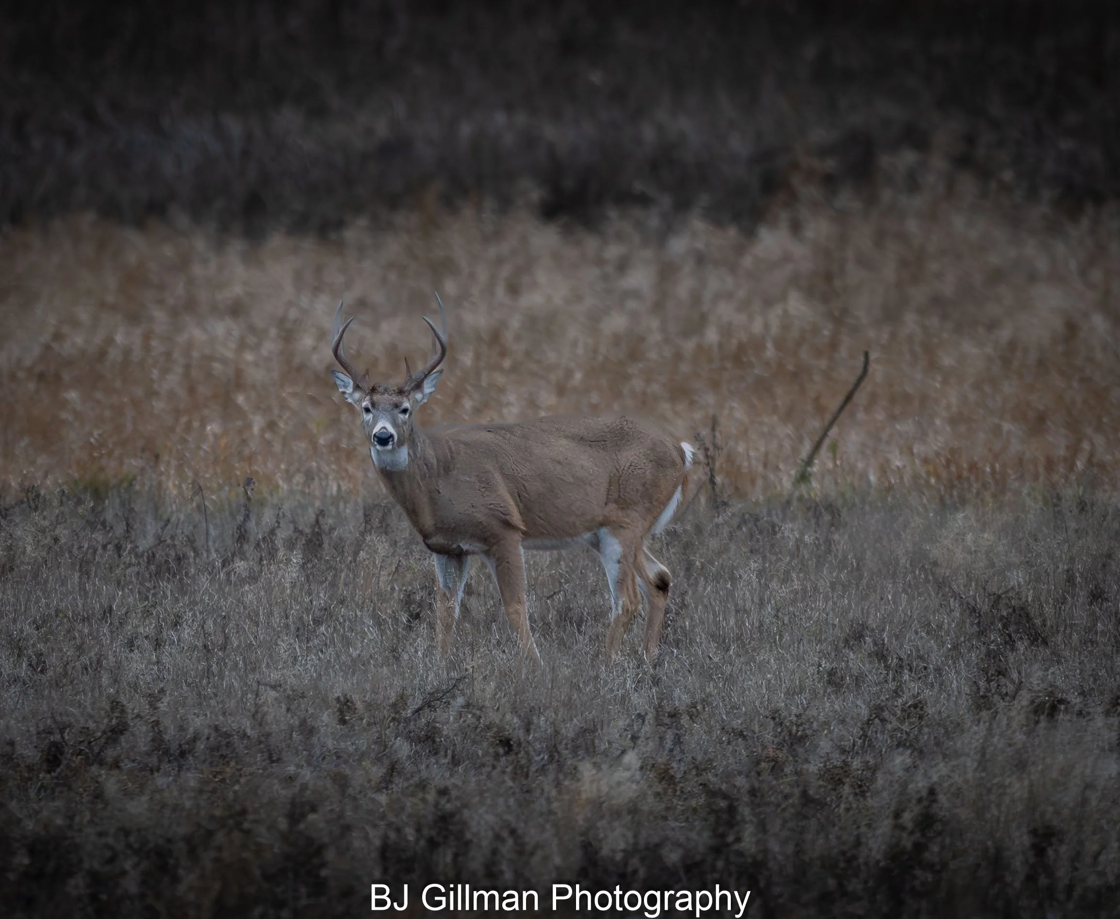 White Tail Buck