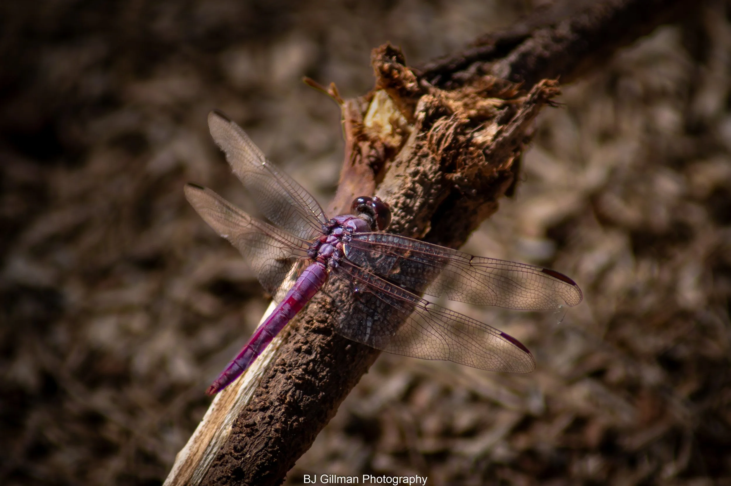 Purple Dragonfly 1