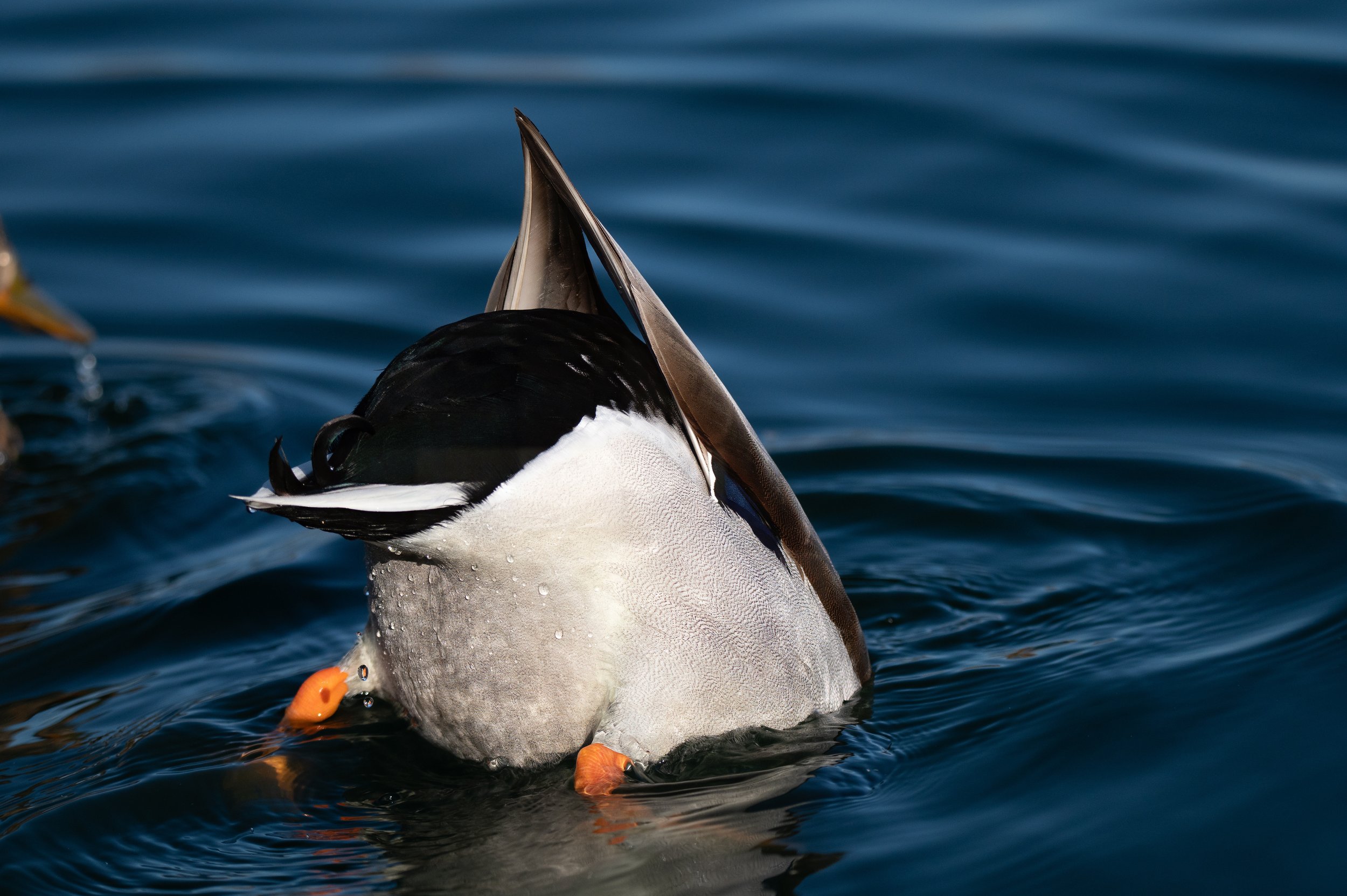 Skye-Riprarian Preserve-Malard.jpg