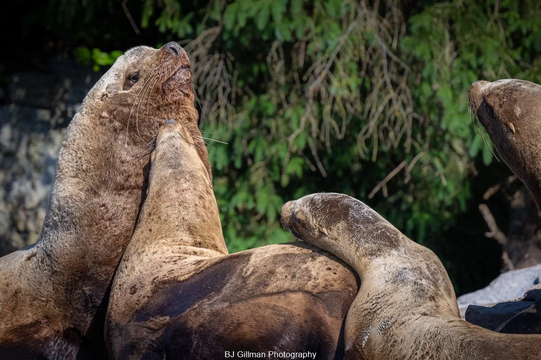 Sea Lions in BC, AB
