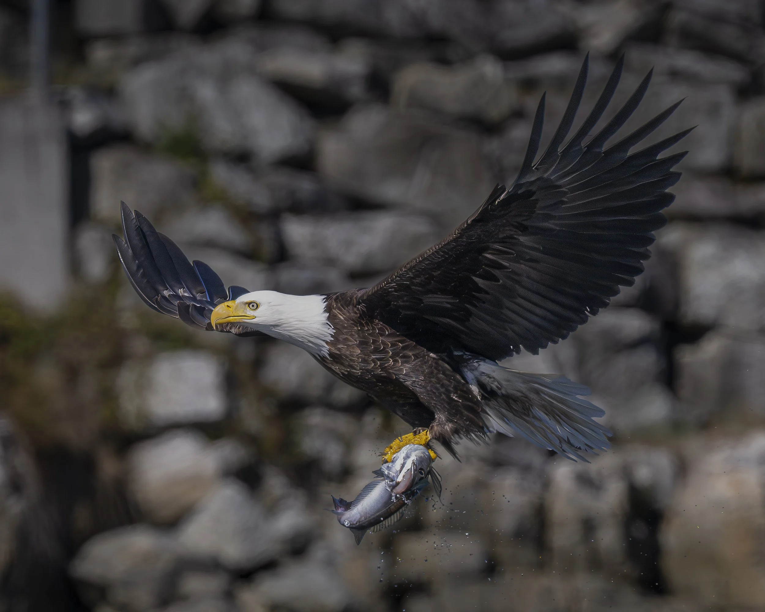 Eagle-Successful Catch 2