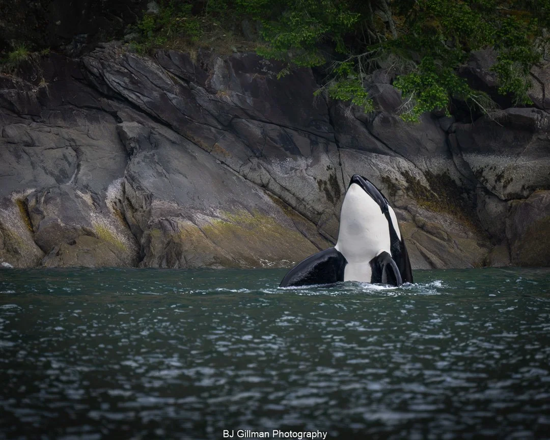 Orca Breaking the Surface in BC, AB