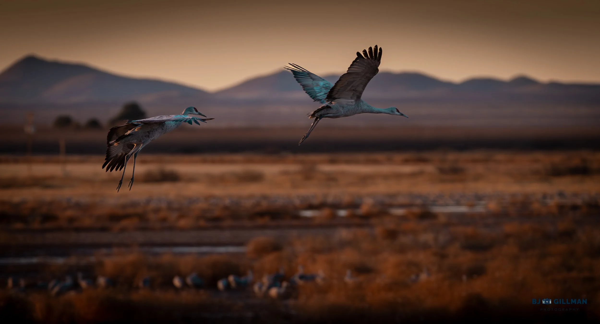 Sandhill Crane W 1.2.jpg