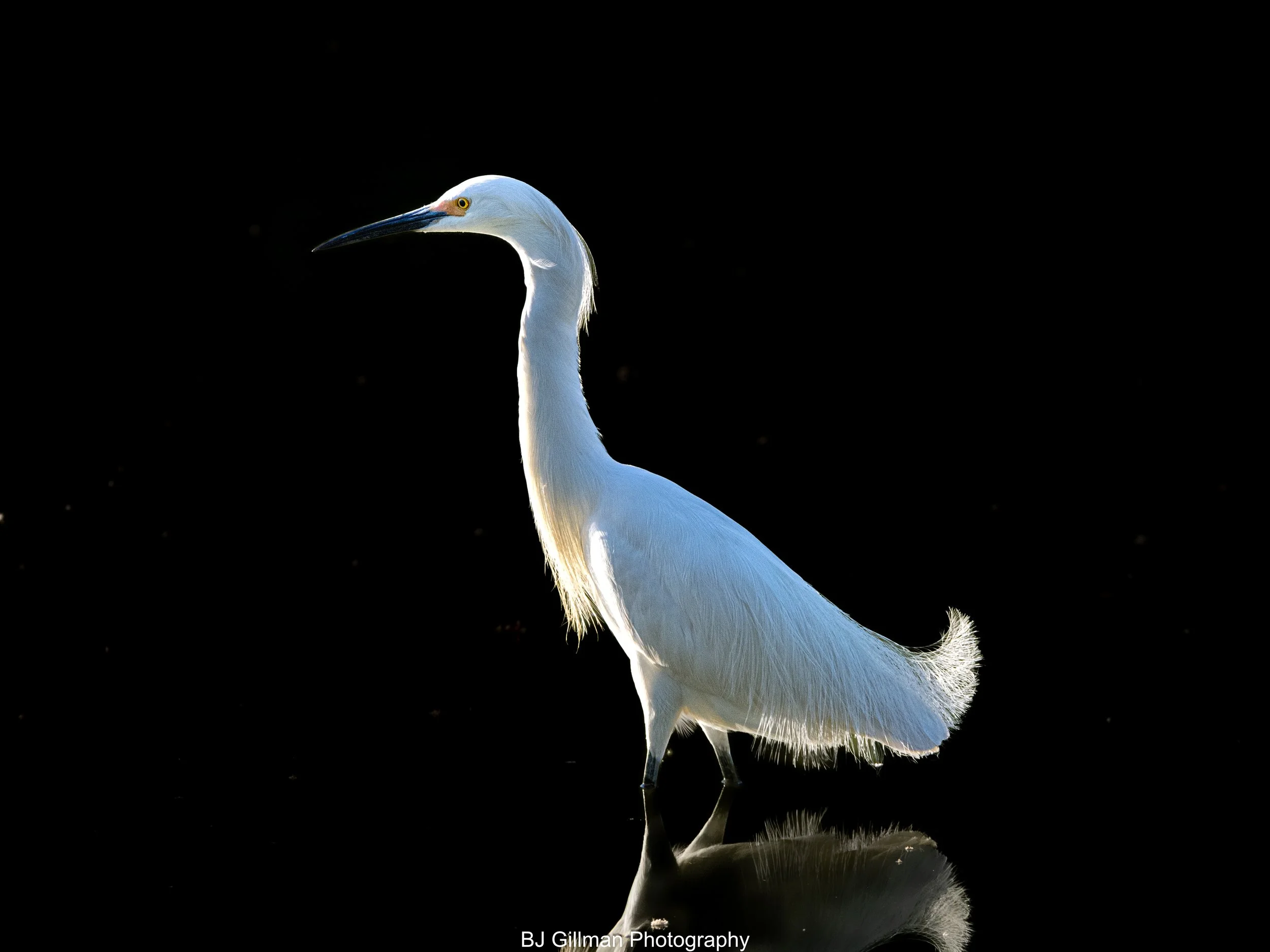 Little Egret in at Sunset-High Contrast