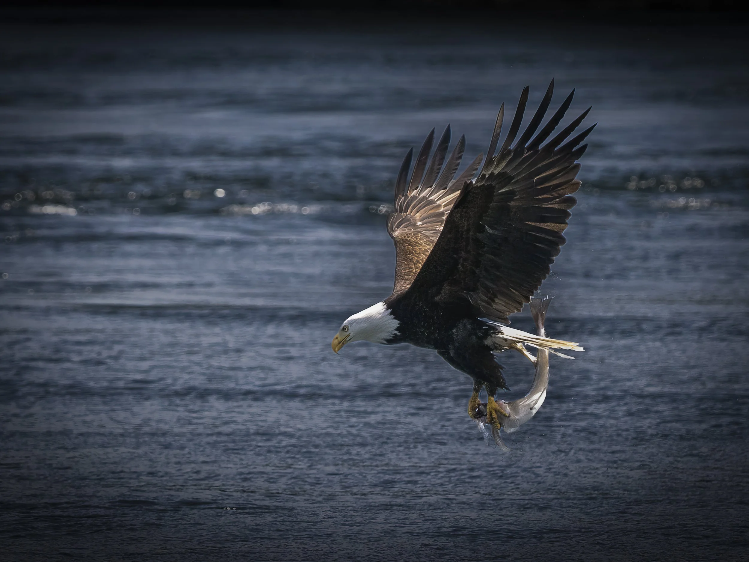 Eagle-Successful Catch