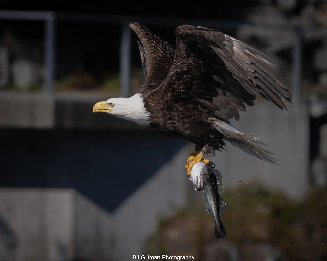 Bald Eagle Catches Fish