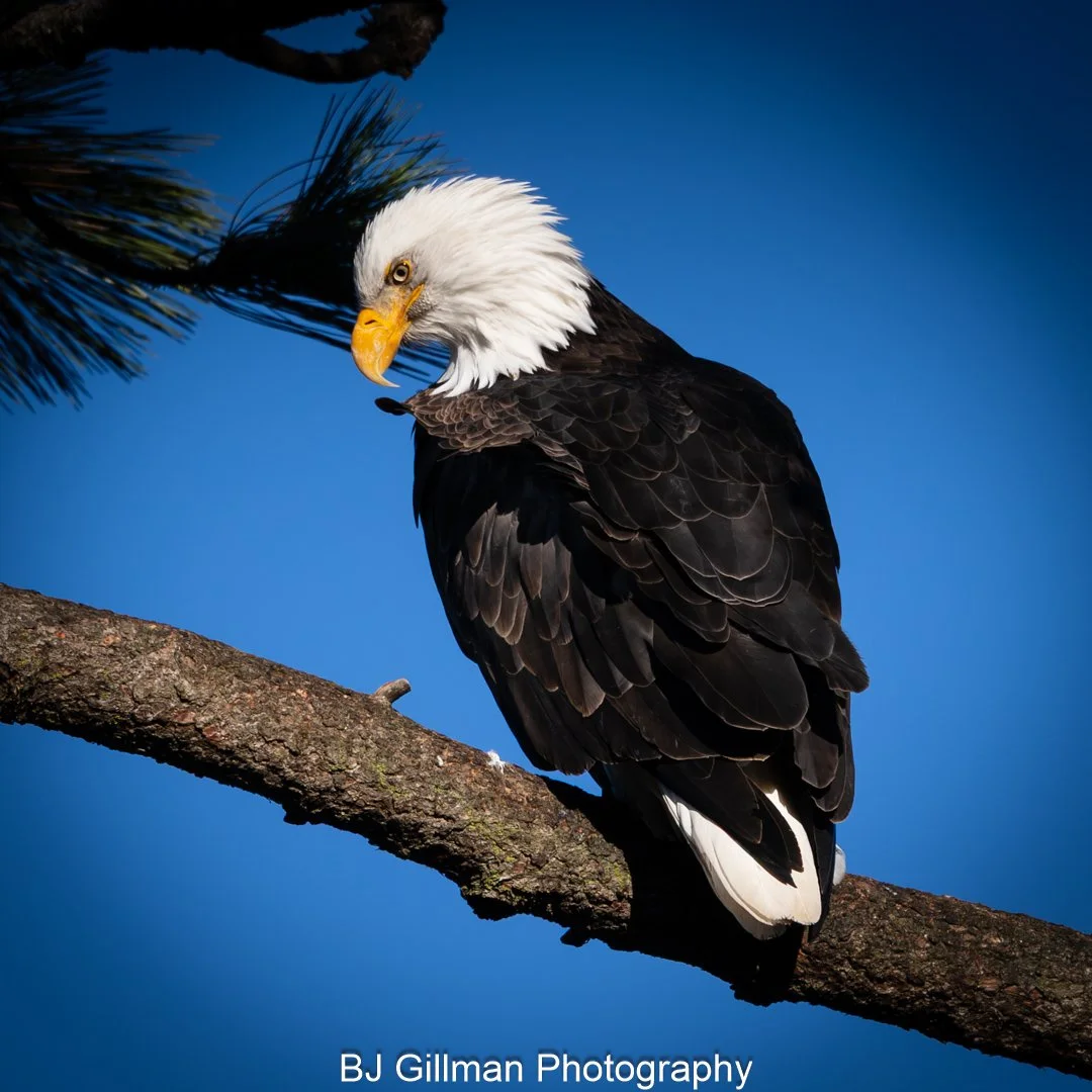 Bald Eagle 1225.1 (1 of 1).jpg