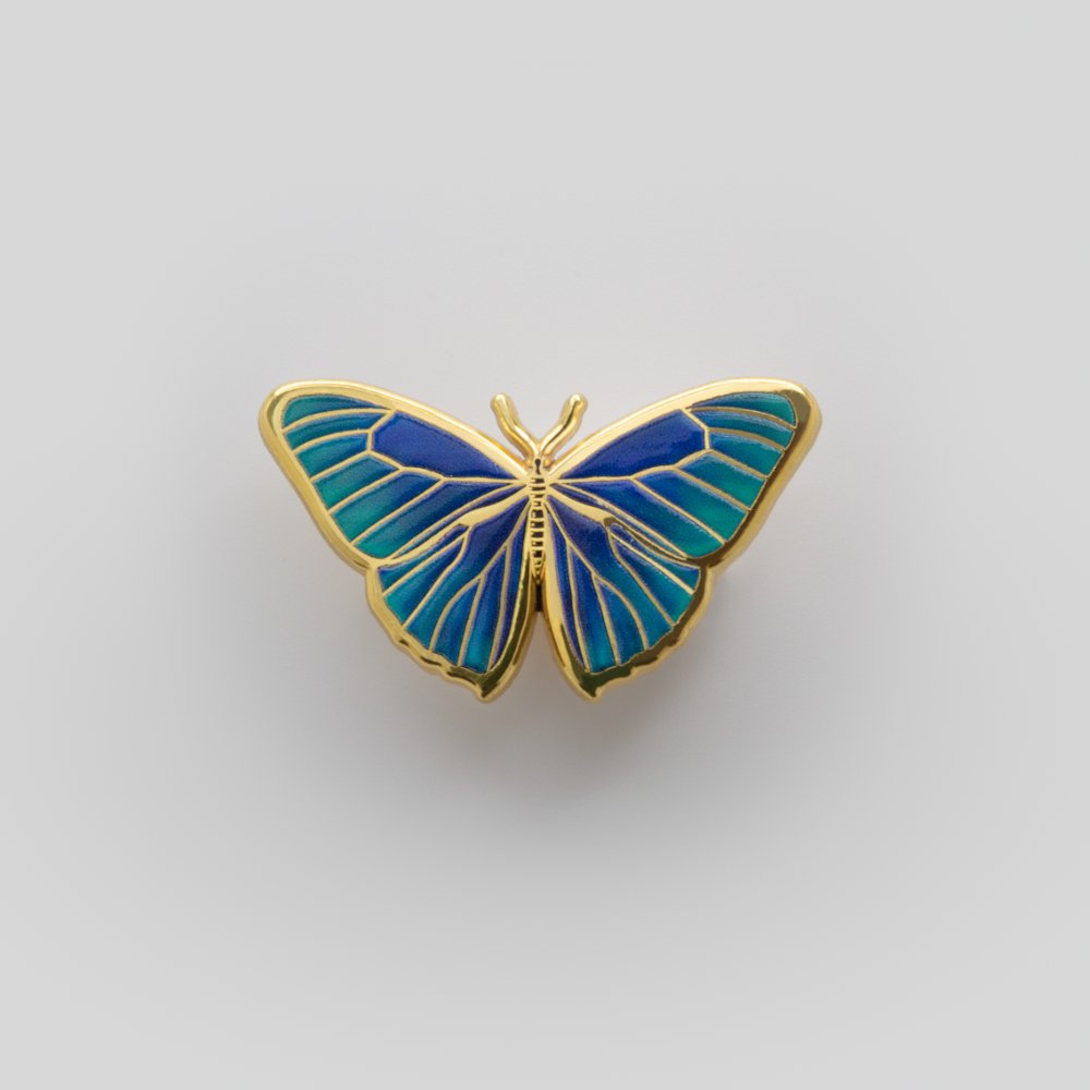 Morpho butterfly.jpg