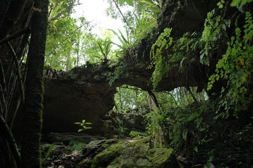 Primeval Forest BNT.jpg