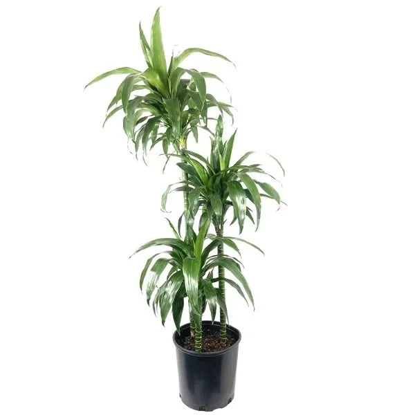 Dracaena Lisa (10in pot, 4ft tall)