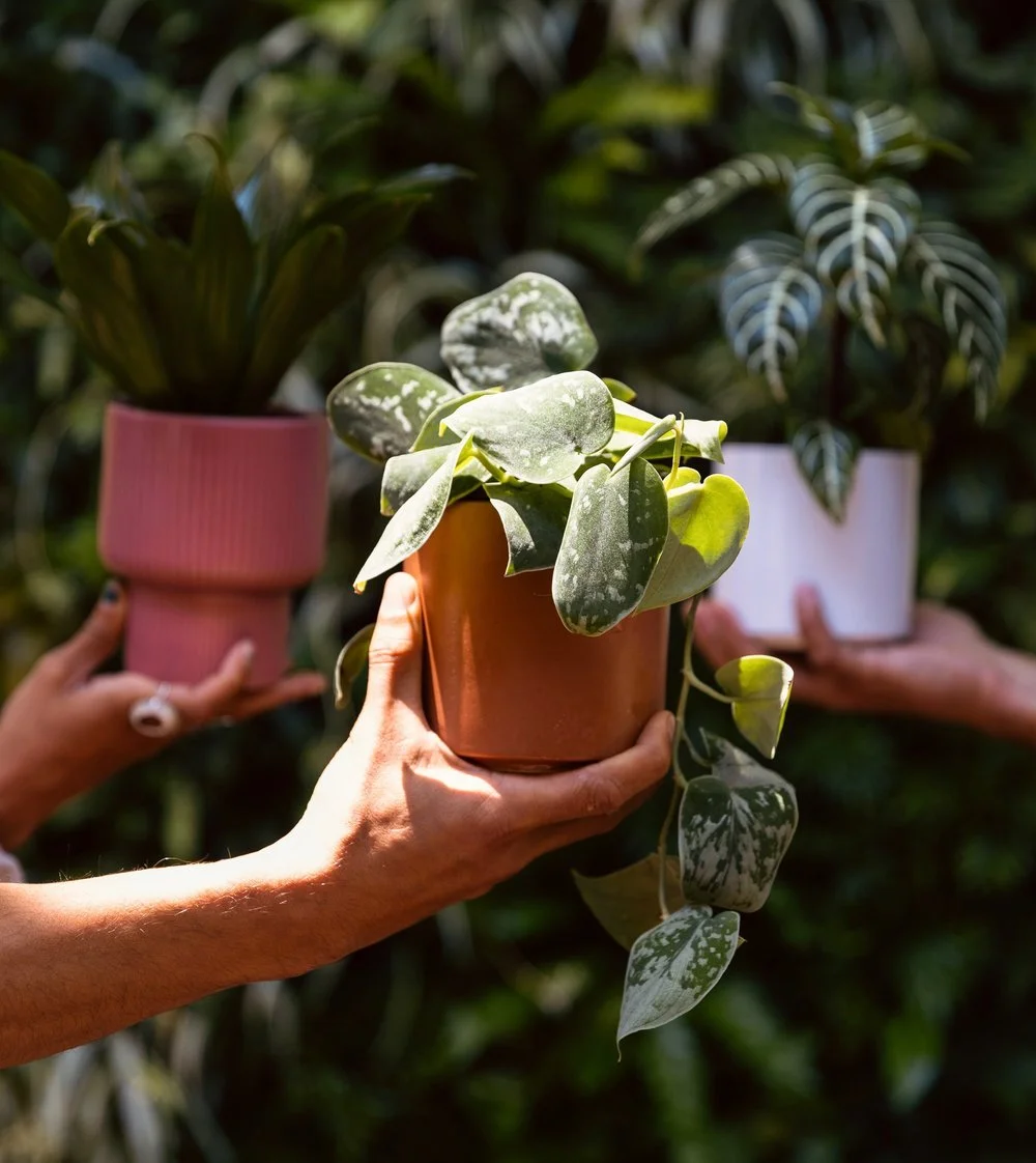 Houseplant 101 : Watering, Lighting, Pest Control, Propogation, Repotting and more