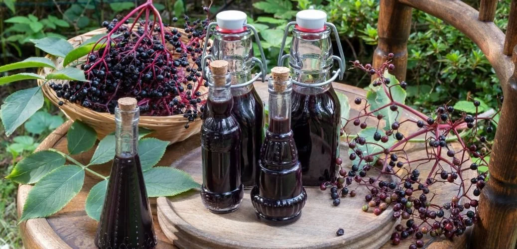 Elderberry Syrup Workshop