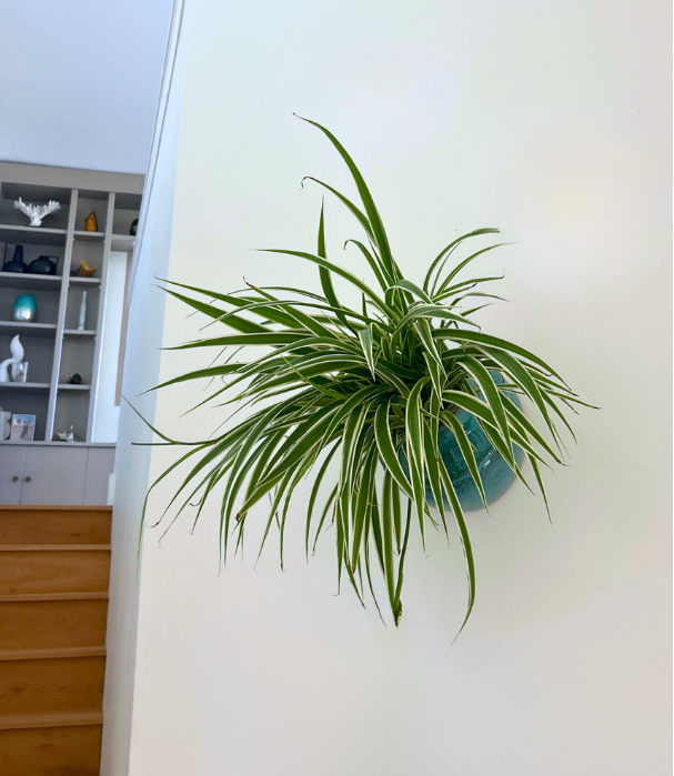 Spider Plant in Angle Vase (8.5in x 8.5in)