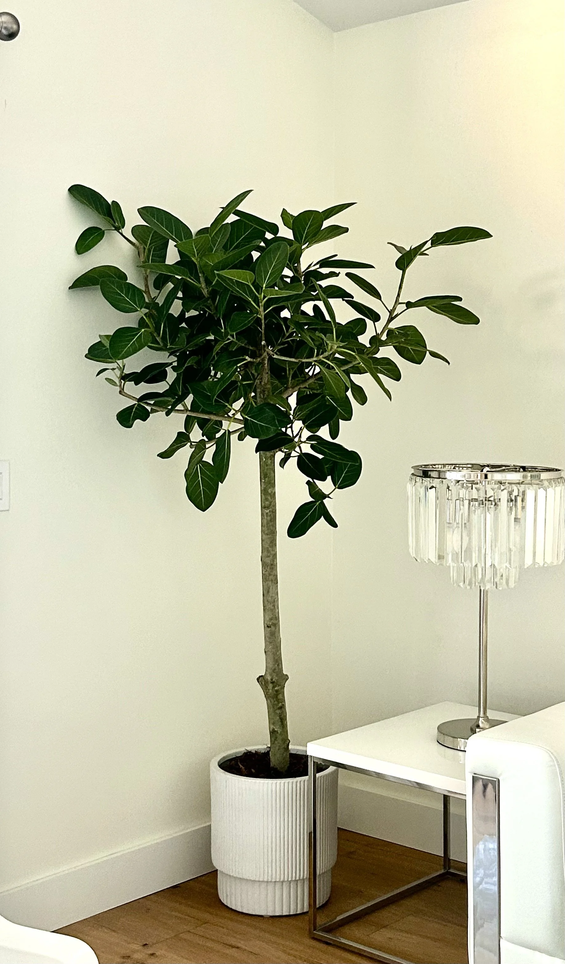 Ficus Audrey (17in pot)