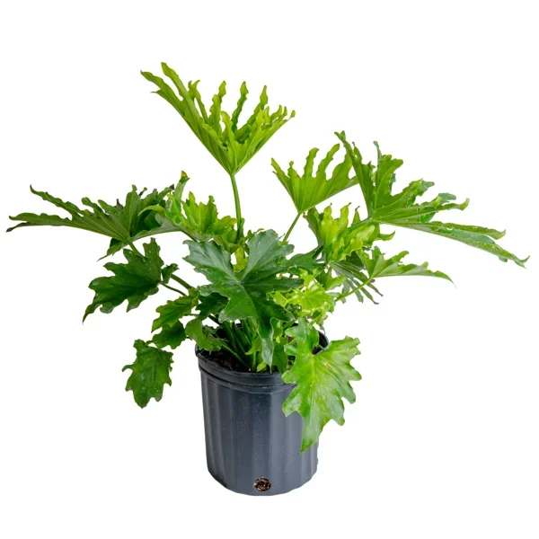 Philodendron Selloum (9in pot)