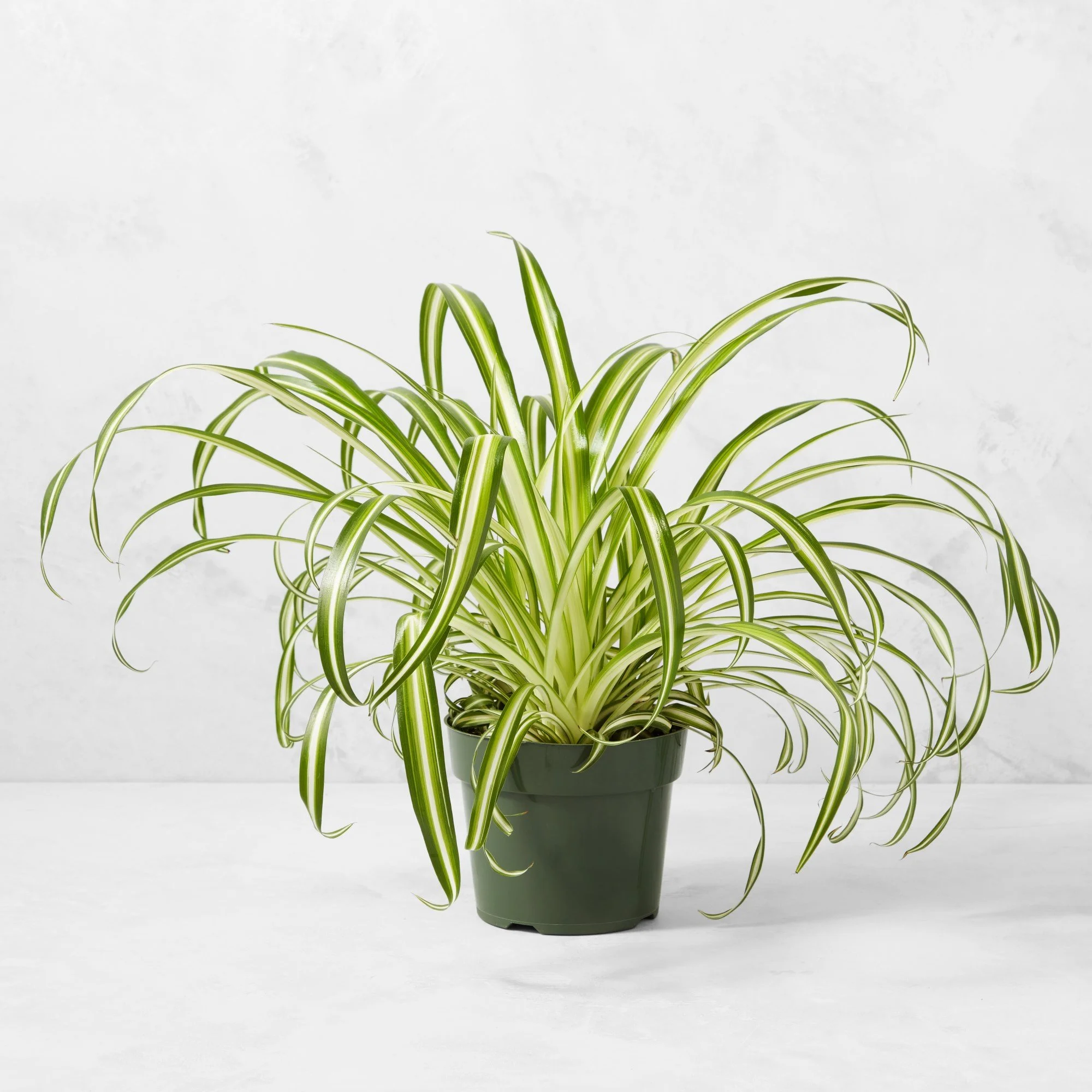 Spider Plant, Bonnie (4in pot)
