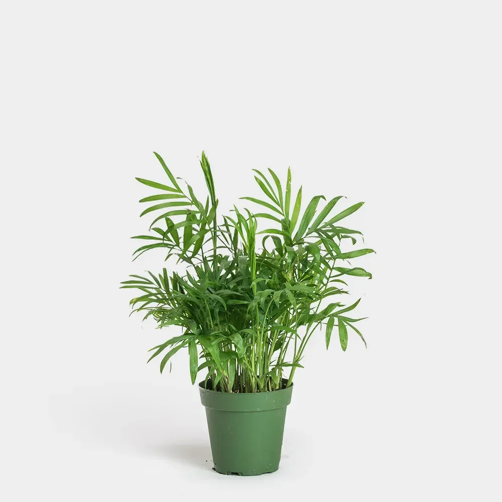 Neanthe Bella Palm (4in pot)
