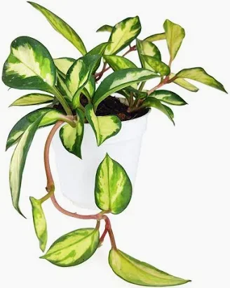 Hoya Krimson Princess (4in pot)